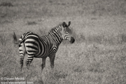 CLASSIC EAST AFRICA